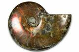 Polished Red Flash Ammonite (Cleoniceras) Fossil - Madagascar #367711-1